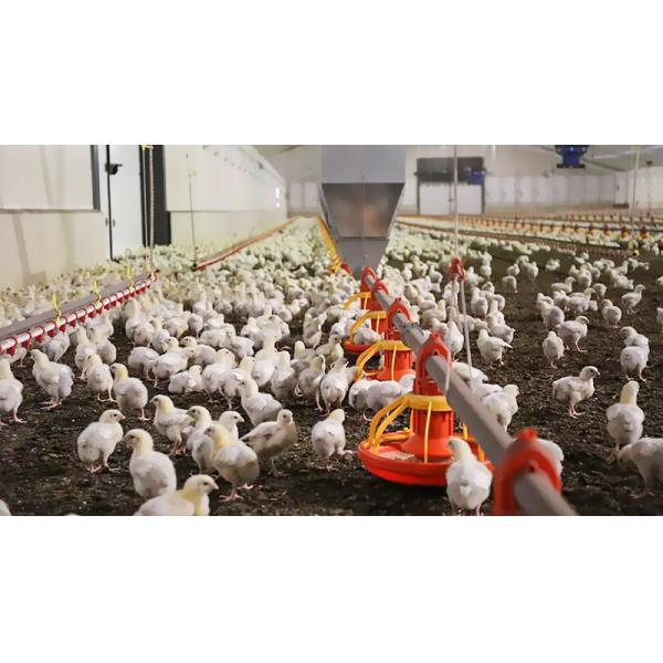 Система клеток для бройлеров птицеводческих хозяйств с чертежным дизайном MTS и стальным классом