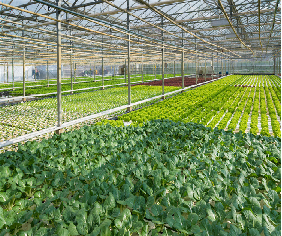 Customization Hydroponic System Greenhouse With Rolling Benches
