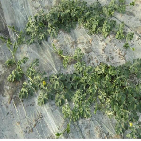 Filme biodegradável Degradable branco da agricultura 12um