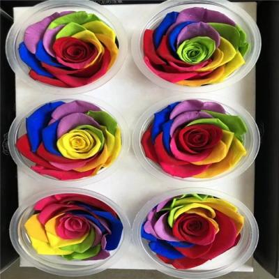 rainbow rose  Eternal real preserved rainbow roses 5-6cm Fresh Stabilized rainbow rose gift