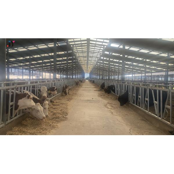 50 Years Life Span H-Section Steel Prefab Cow Shed for Cattle Livestock Farm Building