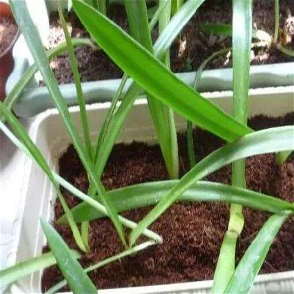 Культивировать древесину резца 504pcs деревьев 0.5mm к машине опилк