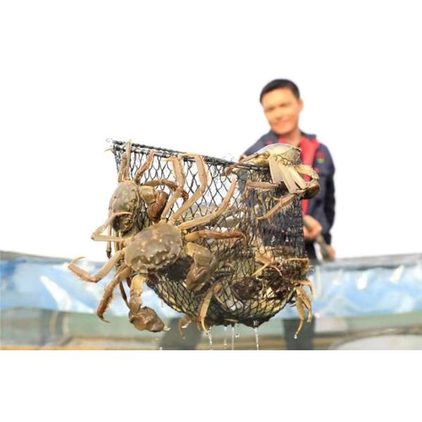 18 Months Life Stage Fish Flavor Poultry Feed Additives 25kg Paking