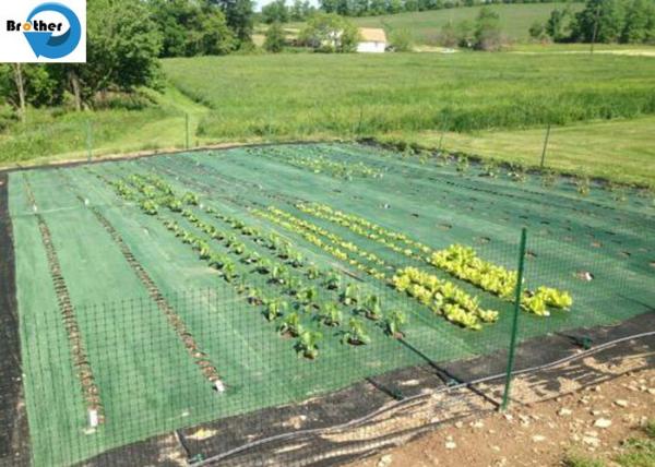 Black/Green PP Ground Cover/ Black Weed Control Mat/Landscape Fabric