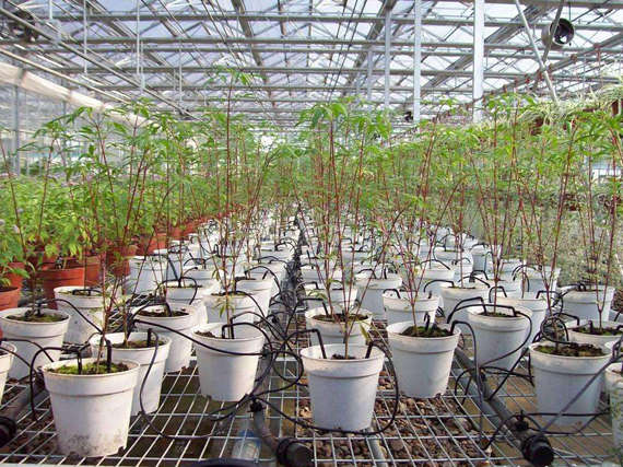 Sistema de irrigación agrícola del invernadero del equipo para las verduras Diy