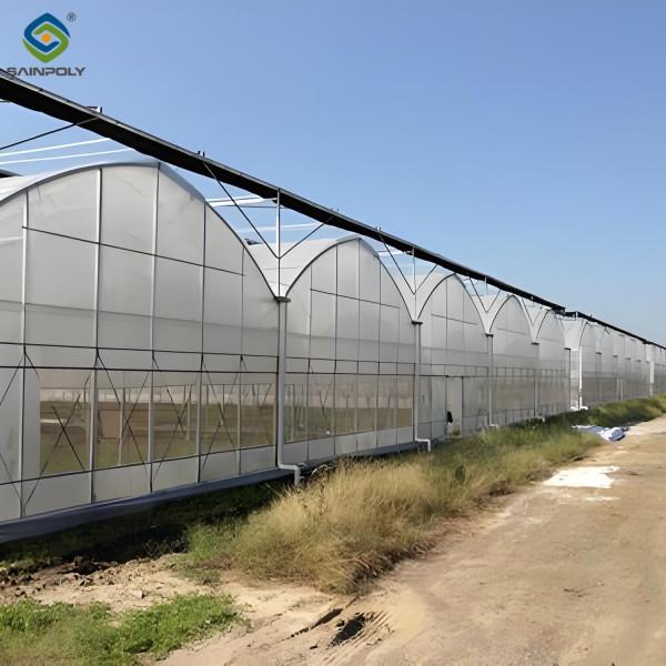 Serre résistante à la chaleur Morden Multi-Span pour l'agriculture commerciale