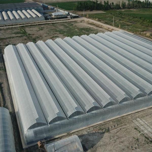 6m 7m 8m 9m Span Clear Plastic Film Greenhouse Vegetable Farming Tomatoes Pepper Lettuce