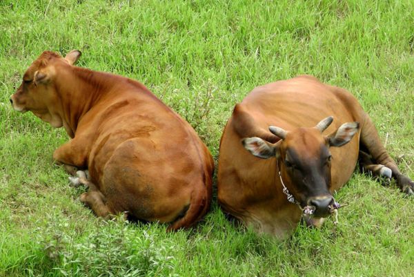 1 inch Stainless Steel Ball Valve; stainless steel mini ball valve;304/CF8M; female/Male;little size ball valve,handle