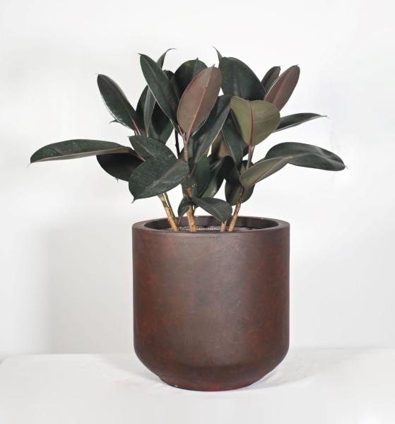 Wholesale Real Plant Display With Fiber Clay Planters Decoration