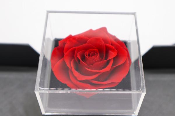 Preserved Flowers In Box Single red rose eternal flower with gift box Valentine's Day gift