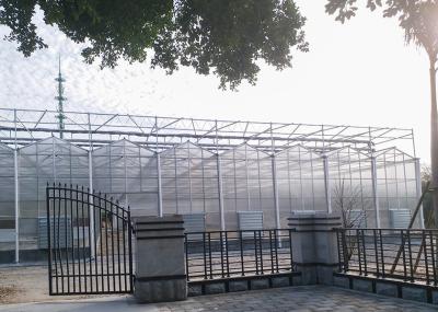 Résistant au froid à double couche Commercial Venlo Polycarbonate Sheet Geenhouse avec système de brouillard