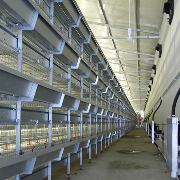 Less Feed Wastage Indoor Chicken Cage , Auto Feeding Poultry Farm Cage