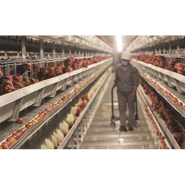 H Frame Male And Female Seperate Breeder Cage