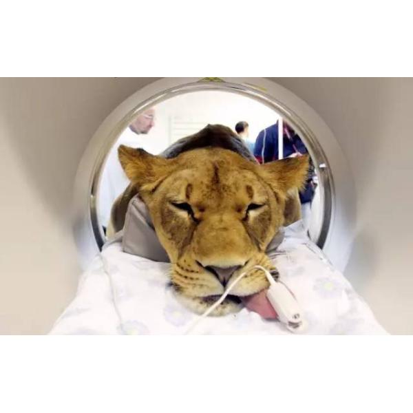 Медицинский животный CE оксиметра ИМПа ульс Bluetooth одобрил