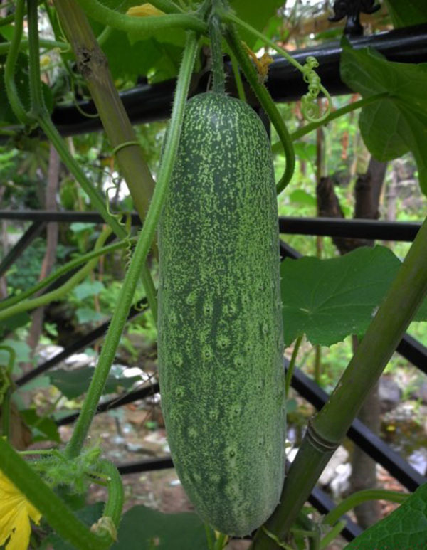 CU04 Jieyang heat tolerate export quality f1 hybrid cucumber seeds for spring and autumn planting