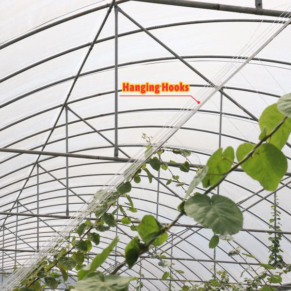 Economical Multispan Rain Shelter Greenhouse with Hot Galvanized Steel Frame for Plants Cultivation