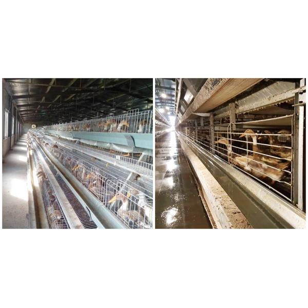 3 / Contrôle automatique posé 4 par rangées de cage de canard pour étendre le