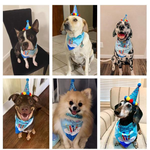 Fournitures pour la fête d'anniversaire du chien Tirez le chapeau du drapeau et plus Préparez-vous à célébrer