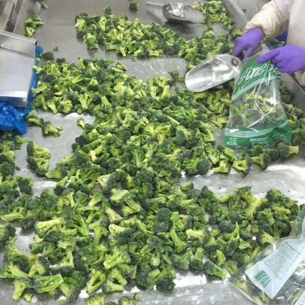 Premium IQF Frozen Vegetables / Green Broccoli Safe And Healthy Food