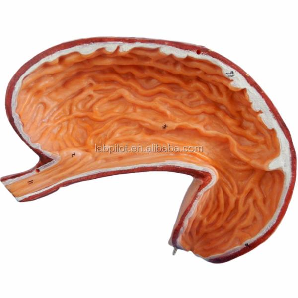 Advanced PVC Human Stomach Section Model for Digestive System Professional Education