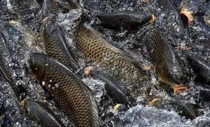 DDCaroma Aromas de peixe Aditivos alimentares para animais sem aglomeração e