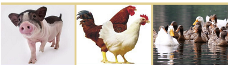 High Purity Glucose Oxidase 5000U/G Powder