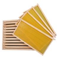 colmeia completa Kit With Foundation da abelha do quadro plástico da espessura de 20mm