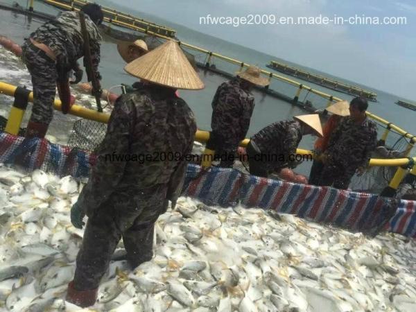 Tilapia Farming Deep Water Aquaculture Cage For 4sq. M To 200sq. M Fish Cages And Fishing Auxiliary Machinery
