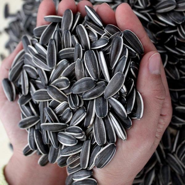 Hot sale 361/363/5009 ect. organic sunflower seeds with cheap price in 2023 from factories in China