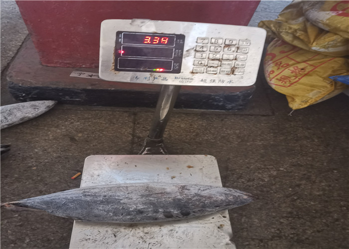 Очень вкусный оптовый замороженный тунец попрыгунчика 3.4kg с омегой 3