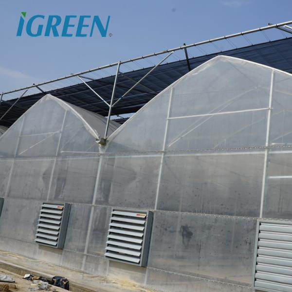 Tomato Growing Agricultural Equipment Roof Vent Free Multi Span Greenhouse