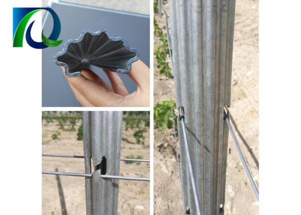 Light Metal Line Vineyard Posts , 2.4M Steel Grape Stakes 120G/M2 Hot Galvanized