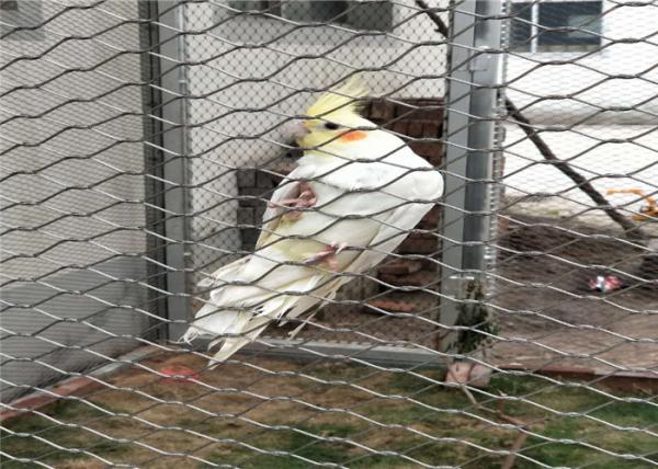 Stainless Steel Bird Aviary Wire Mesh 7*7 7*19 With Good Perspective