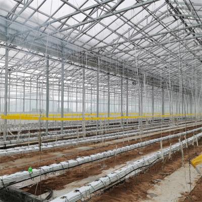 Agriculture Multi Span Automatic Venlo Glass Greenhouse For Vegetables Growing