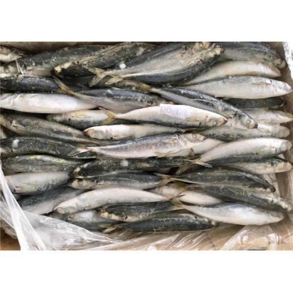 Приманки моря Decaptromateus Macrosoma 80g 90g оптовые замороженные