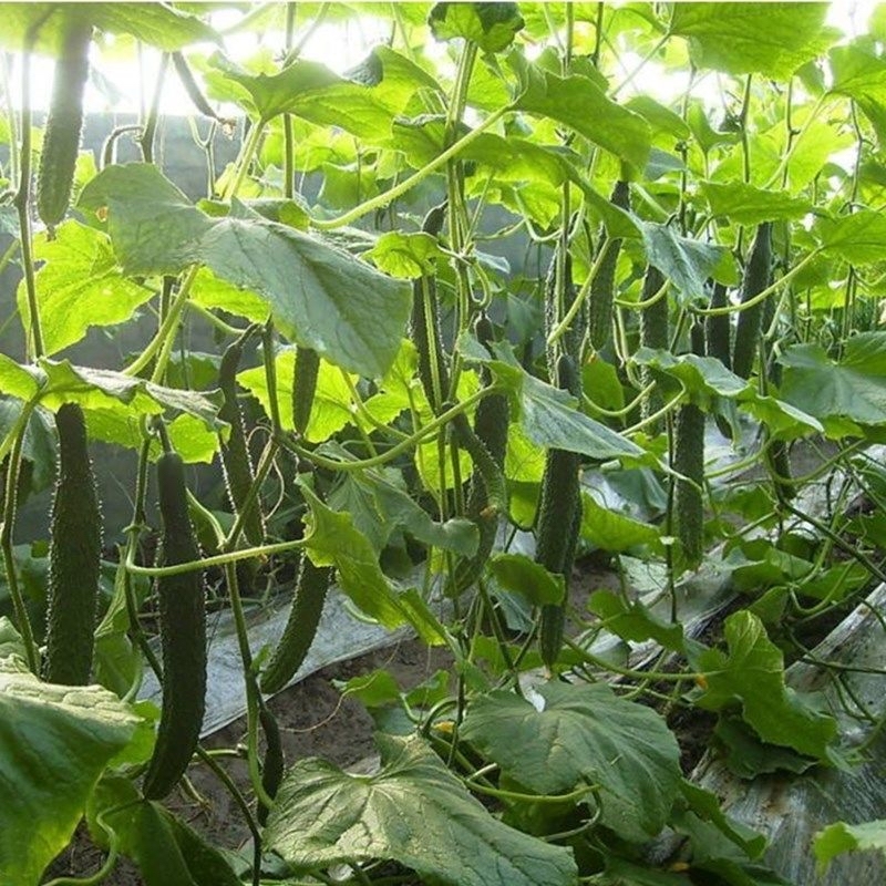 Jinyan No.4 High Yield Long Op Bulk Cucumber Seeds In Vegetable Seeds CU02