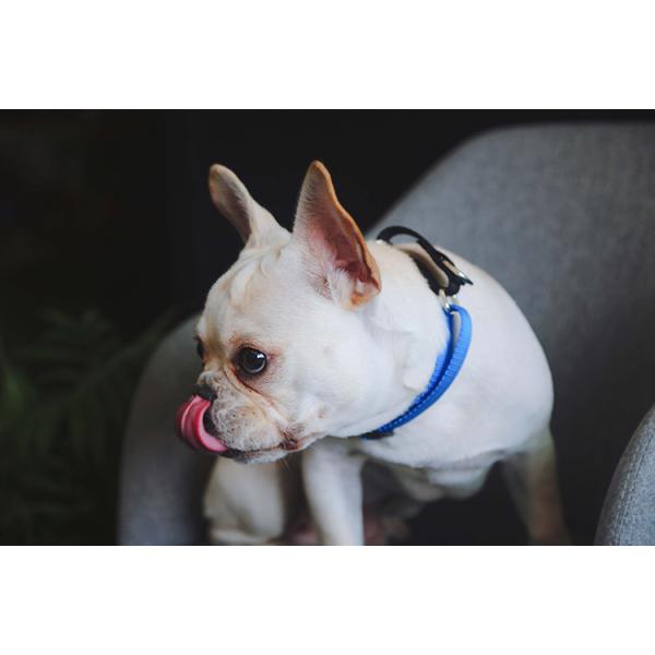 Nylon Heavy Duty Dog Pet Harness Collar Adjustable Padded Reflective Reversible Dog Collar