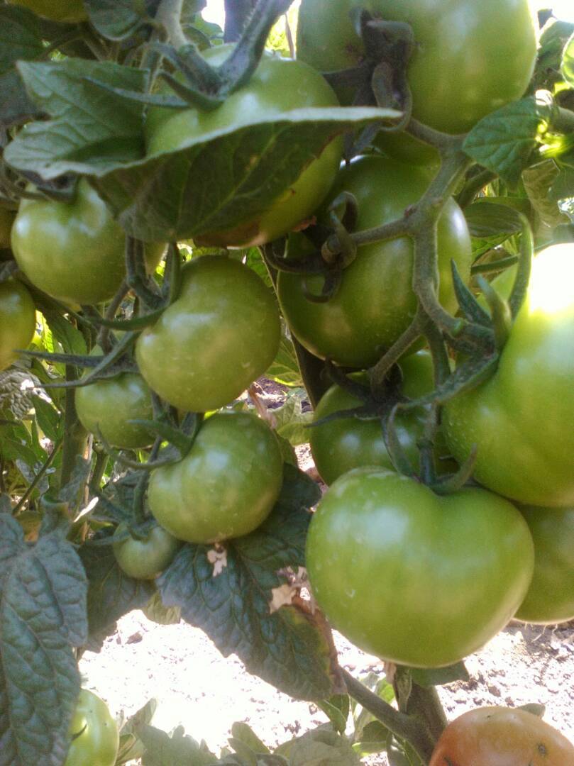 Baodian F1 Hybrid Determinate Tomato Seeds Blight Resistance Round Shape T23