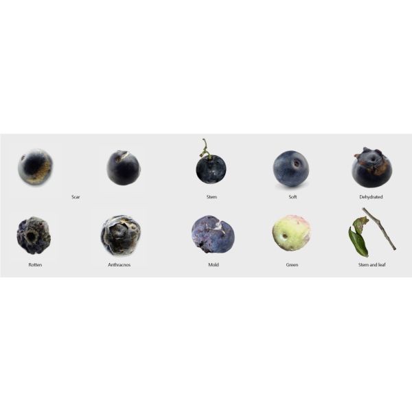 RGB Camera Fruit Sorter Machine 300mm Belt Fruit Sorting Machine