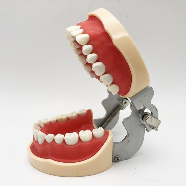 Resin Dental Study Models Histology , Non Toxic Orthodontic Teeth Model