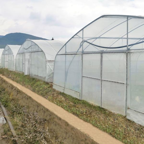 Estufa hidropônica da agricultura de Singlespan da fabricação por atacado do preço de fábrica de China da estufa