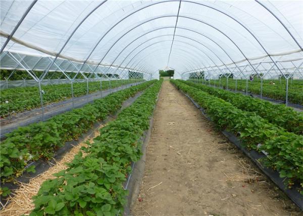 100% New HDPE Agricultural Anti Insect Mesh Netting For Tomato And Cabbage Greenhouse