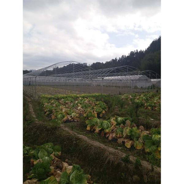 Пленочная многопролетная теплица с высотой крыши 5 м для овощей и фруктов