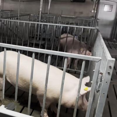 Individual Cage Livestock Farm Equipment Hot Dip Galvanized Steel Boar Pen