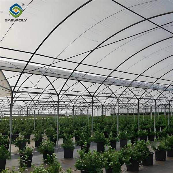 Blueberry Planting Commercial Size Greenhouse With Concrete Base Foundation