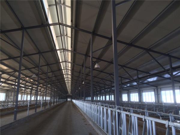 Prefabricated Insulation Steel Cowshed with Sandwich Panel