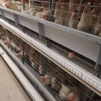 Automatic Chicken Battery Layer Cage Poultry Farming H Shaped Small Stacked