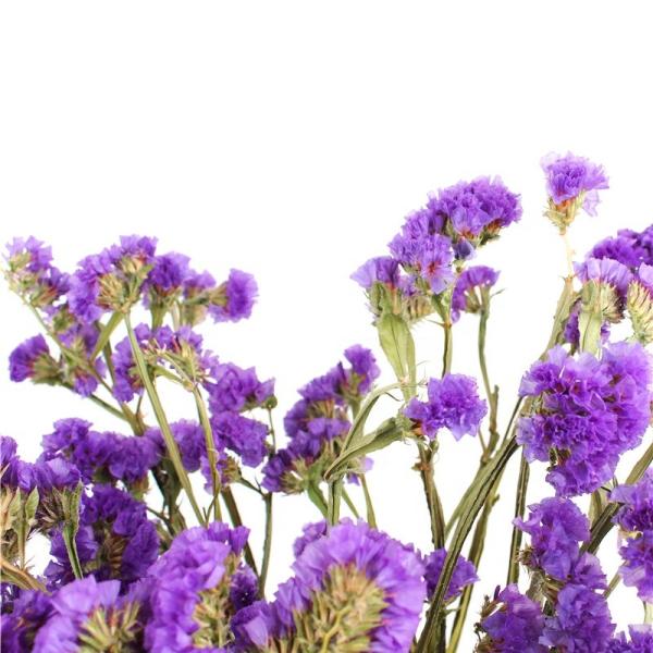 Brightly Colored Purple Limonium Flower Forget Me Not For Decoration