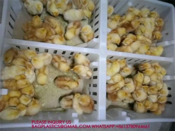 sustainable white chicken cage 680*490*160mm Virgin PP Transportation Chicken Cage