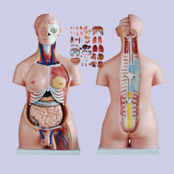 85cm Medical Anatomy Unisex Human Torso Model With 40 Parts For Medical Education